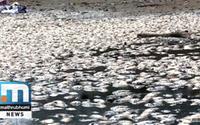 Chennai Water Crisis: Thousands Of Dead Fish Float In Amabattur Pond