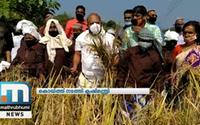 Agriculture Minister VS Sunil Kumar Dons Cap Of Farmer To Harvest Paddy