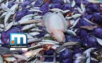 Centre, State Govt. Conceal Report Of Oceanic Squid Repository